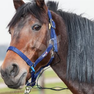 Horse halter (SCIO)